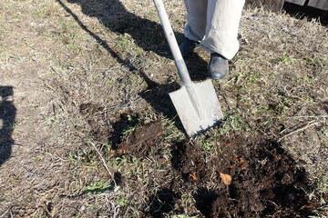 Gardener digging with garden spade in black earth soil. Farming, gardening, agriculture.Worker digs...