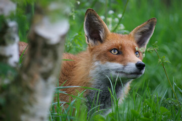 Young, beautiful, alert fox