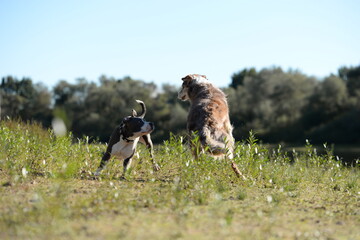 Guter Hund-böser Hund. Listenhunde beim Spaziergang