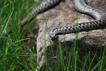 Basking adder