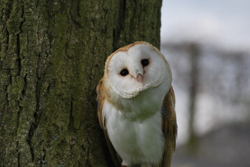 Inquisitive barn owl