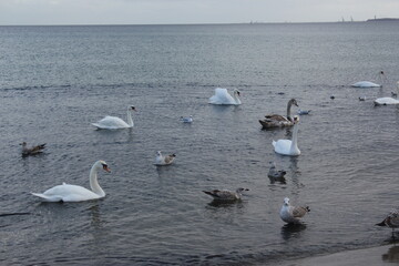 White swans swimming The Baltic Sea, Gdansk, Poland