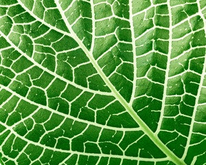 Closeup of green leaf  top view nature and ecology abstract design background