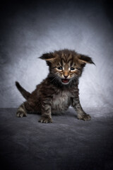 cute 4 week old maine coon kitten sitting on gray concrete studio background with copy space looking at camera