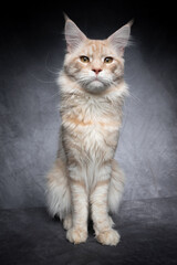 Fototapeta na wymiar slim and skinny cream tabby maine coon kitten sitting on gray concrete style studio background