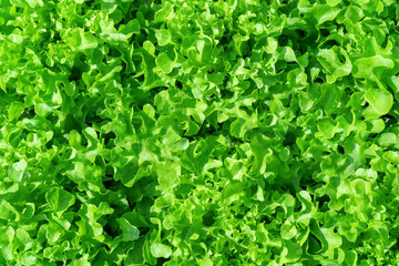 Green oak lettuce