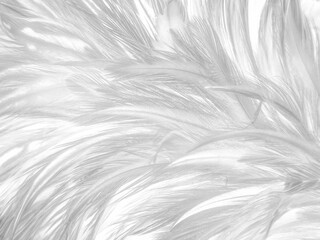 Obraz premium Beautiful abstract black feathers on white background and soft white feather texture on white pattern, dark theme wallpaper, gray feather background, black banners