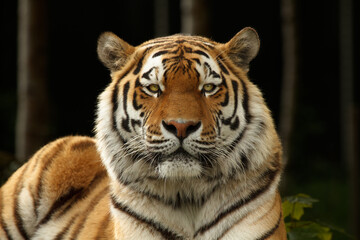Closeup tiger in the zoo