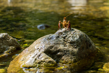 Gambero di fiume