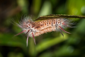 Tiger Moth Caterpillar