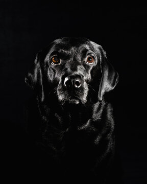 Black labrador retriever in grayscale