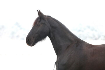 majestatyczna głowa karego konia rasy fryzyjskiej na białym tle - obrazy, fototapety, plakaty