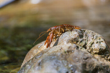 Gambero di fiume