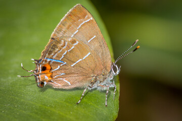 Hairstreak (Ocaria aholiba)