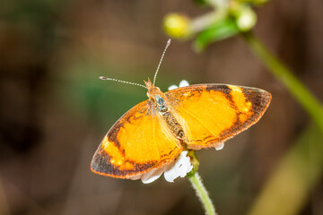 Black-bordered Crescent (Tegosa anieta)