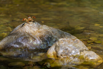 Gambero di fiume