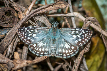 New World Checkered-Skipper (Burnsius sp)