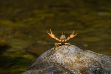 Gambero di fiume