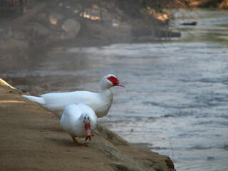 two of white ducks red mouth walking on the river bank