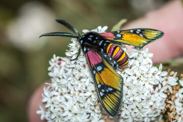 Princely Tiger Moth (Chrysocale principalis)