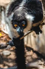 Lemur catta en rama