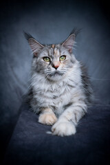 beautiful maine coon cat resting lying on front looking at camera