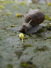 close up of Helix pomatia snail