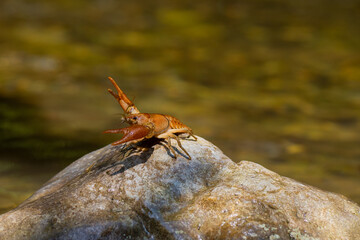 Gambero di fiume