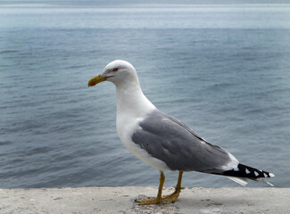 Fototapeta na wymiar a standing grey seagull on the concrete wall
