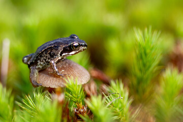 Frog on a mushroom in the grass