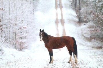 gniady koń z białymi skarpetami na tle zimowej drogi w lesie