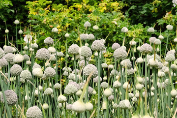 Allium 'ping pong' in flower during the summer