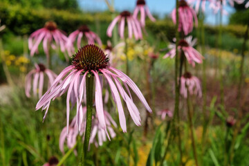 Pale purple coneflower (echinacea) in flower