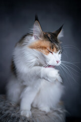white calico maine coon cat grooming licking fur on paw