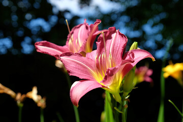 Purple daylily blooming in the sunlight