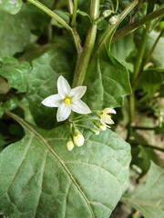 beautiful white flower and green leaves. Nature in winter.