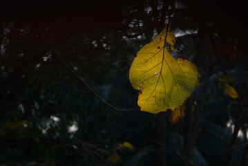 Obraz premium Translucent yellow green teak leaf with dark blur background