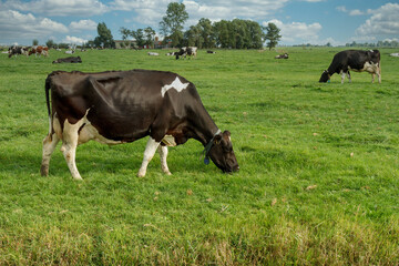 cows in the field in a Dutch field