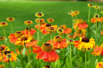 Helenium 'Sahin's Early Flowerer' sneezeweed daisies in flower