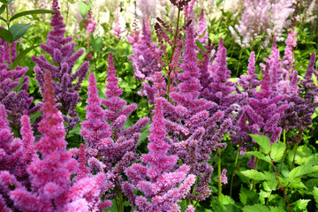 Obraz premium Astilbe pink ' 'obergartner jurgens arendsii' in flower in the summer months