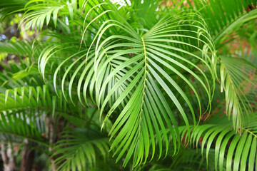 Foliage Green leaves of tree