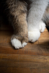detail shot of cat paws sitting on wooden surface
