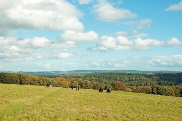 Horses grazing on the landscape in the mountains