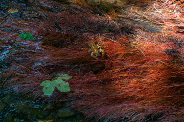 Gambero di fiume