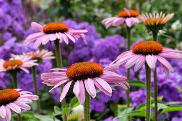 Cone flower Echinacea purpurea 'Rubinstern' in flower during the summer months