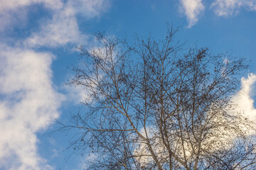 Bare birch tree in blue sky background