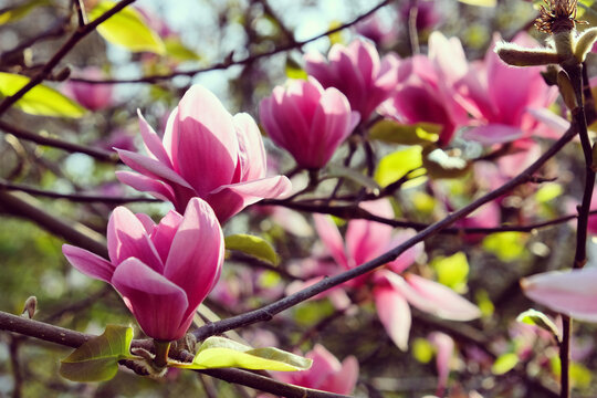 The blossom of magnolia 'Ian's Red' in the spring sunshine