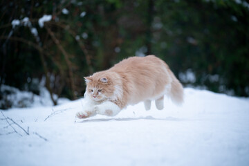 playful beige white maine coon cat outdoors in the snow hunting