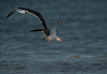 Fototapeta na wymiar Lesser Black-backed Gull chasing other for a fish at Busaiteen coast, Bahrain
