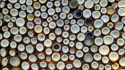 shell of coconuts arranged in a beautiful way for drying in sunlight